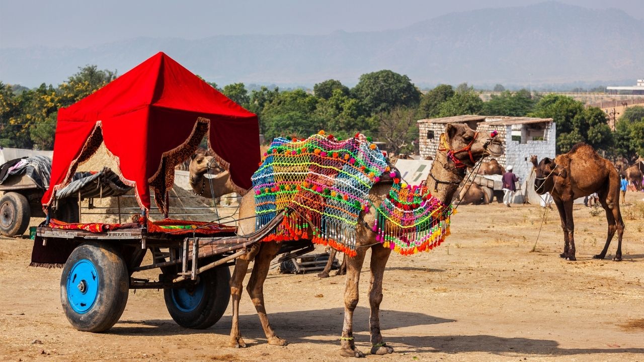 Pushkar Camel Fair 2024 Date, Celebration, Tourist Attraction